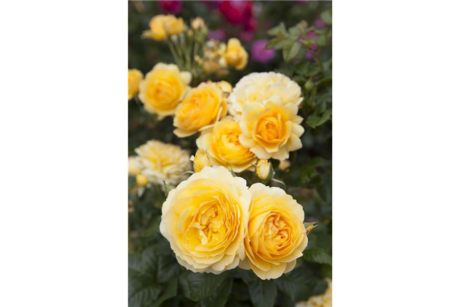 FLORIBUNDA Mini STD